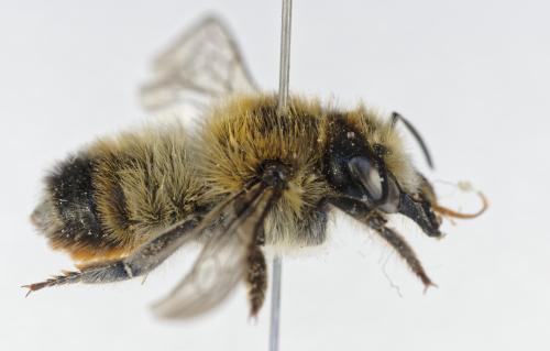 Réf. 363 793 : Megachile analis
