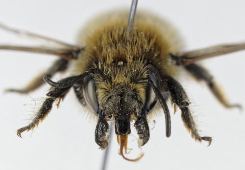 Réf. 363 795 : Megachile analis