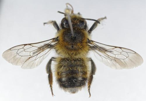 Réf. 363 794 : Megachile analis