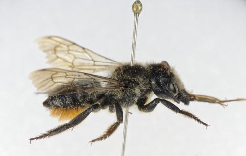 Réf. 363 866 : Megachile genalis