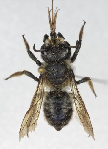 Réf. 363 867 : Megachile genalis