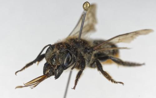 Réf. 363 865 : Megachile genalis