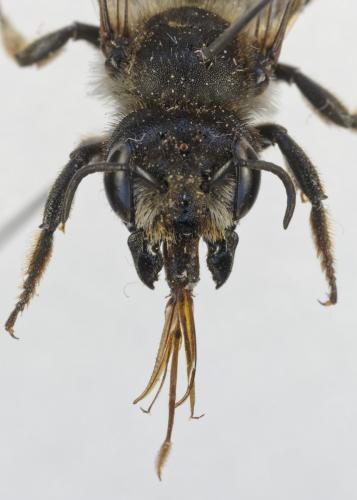 Megachile genalis