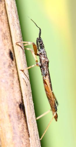 Pygolampis bidentata