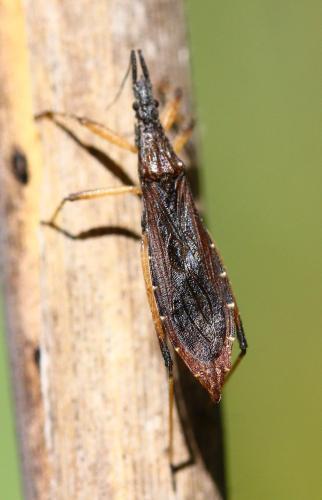 Pygolampis bidentata