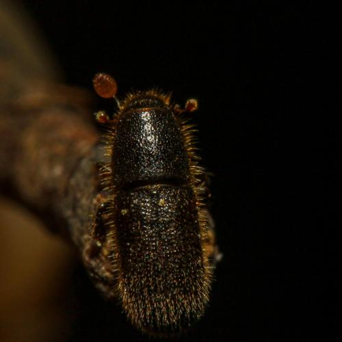 Hylurgus micklitzi