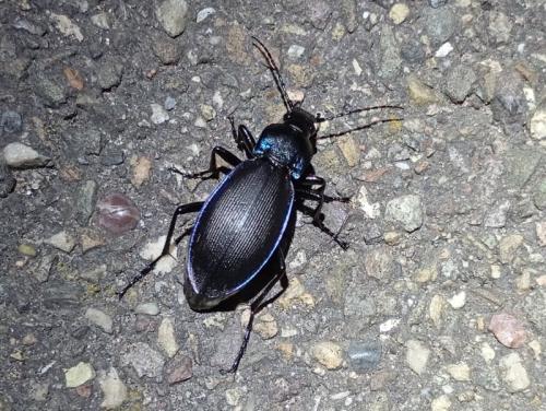 Carabus violaceus purpurascens