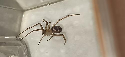 Réf. 363 791 : Steatoda grossa
