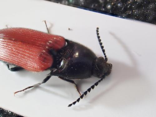 Ampedus sp.