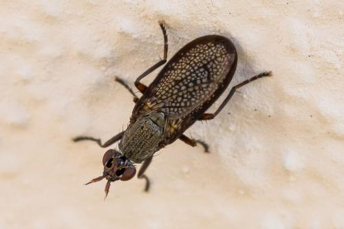 Coremacera marginata