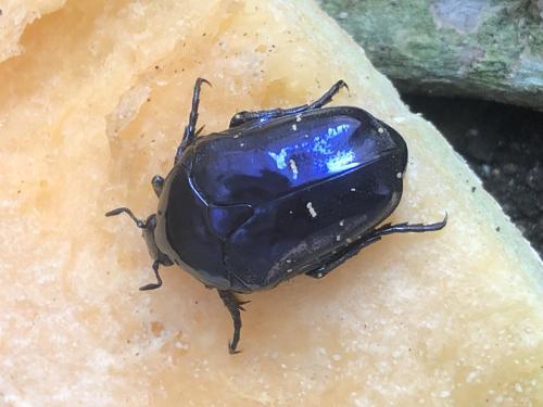 Protaetia elegans