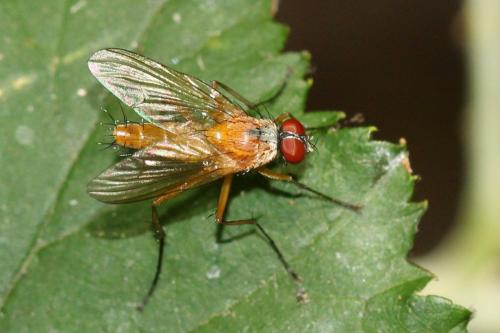 Achanthiptera rohrelliformis