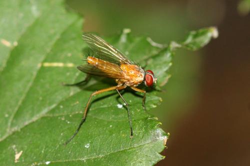 Achanthiptera rohrelliformis