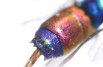 Chrysis (insperata-rutilans)