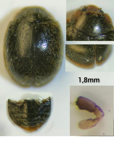 Scymnus fraxini