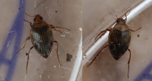 Haliplus sp.