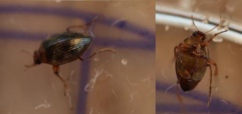 Haliplus sp.
