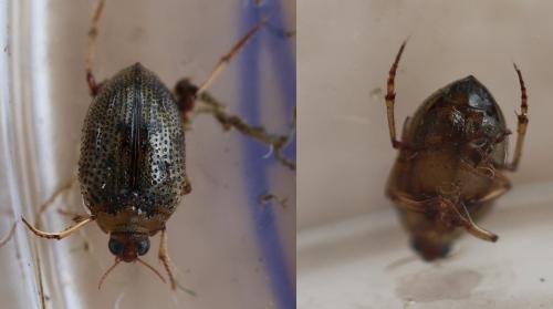 Peltodytes caesus