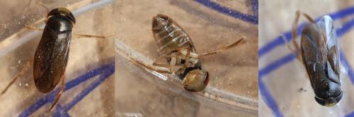 Hesperocorixa sp.