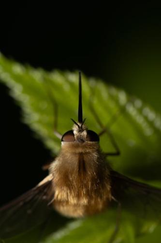 Bombylius sp.
