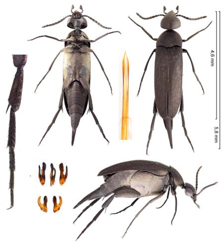 Réf. 363 476 : Mordellistena pumila