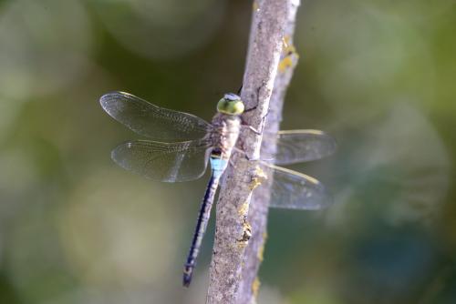 Anax parthenope