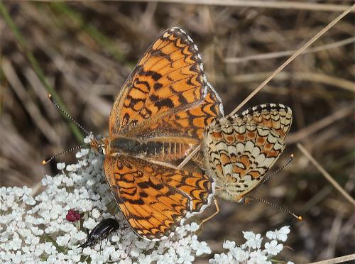 Réf. 363 455 : Melitaea phoebe