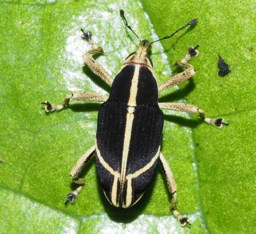 Peridinetus apricans