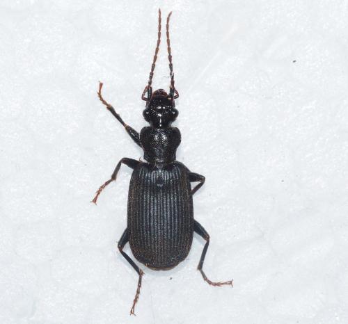 Réf. 363 823 : Anthiinae inconnu