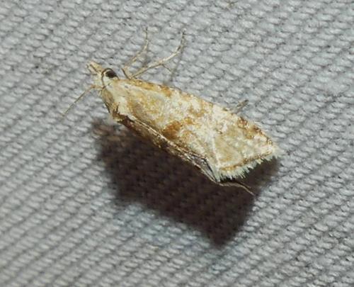 Cochylimorpha sp.