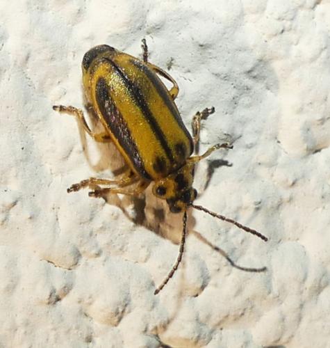 Réf. 363 335 : Xanthogaleruca luteola