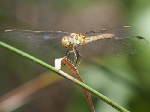 Réf. 363 429 : Sympetrum meridionale