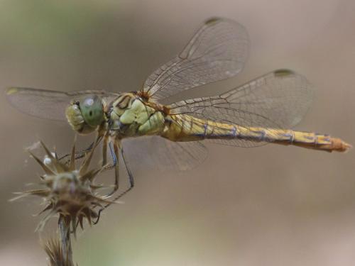 Réf. 363 428 : Sympetrum meridionale