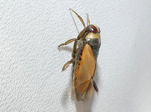 Notonecta glauca