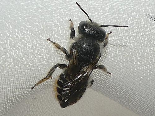 Réf. 363 314 : Megachile centuncularis
