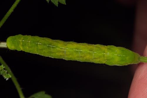 Phlogophora meticulosa