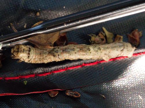 Réf. 363 664 : Ectropis crepuscularia