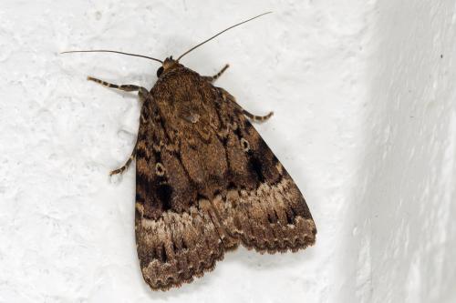 Amphipyra pyramidea