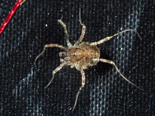 Réf. 363 388 : Paroligolophus agrestis