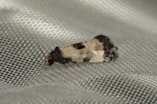 Cochylis dubitana