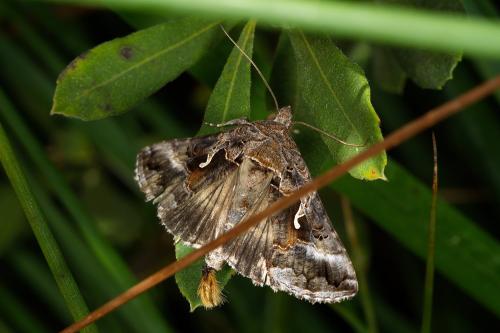 Autographa gamma
