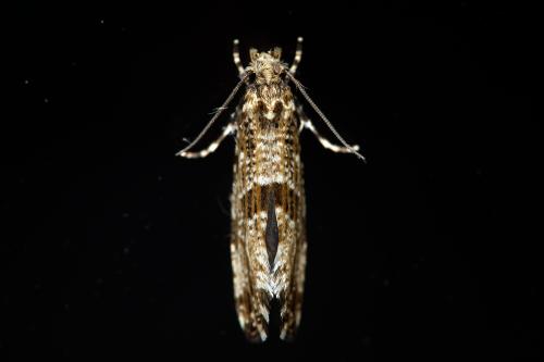 Morophaga choragella