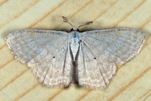 Scopula immutata