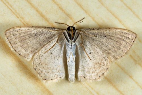 Scopula immutata