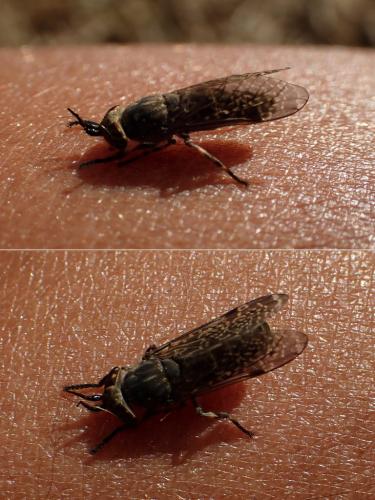 Haematopota pluvialis