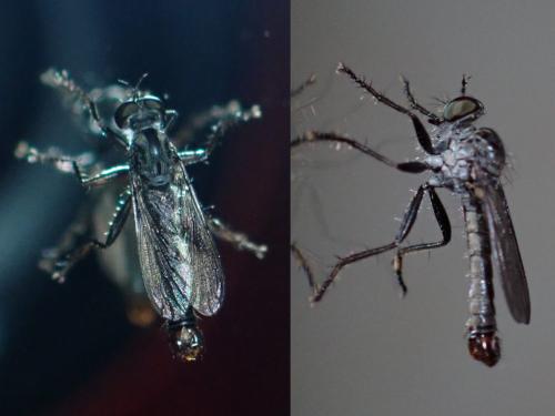Cerdistus sp.