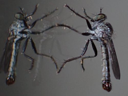 Cerdistus sp.