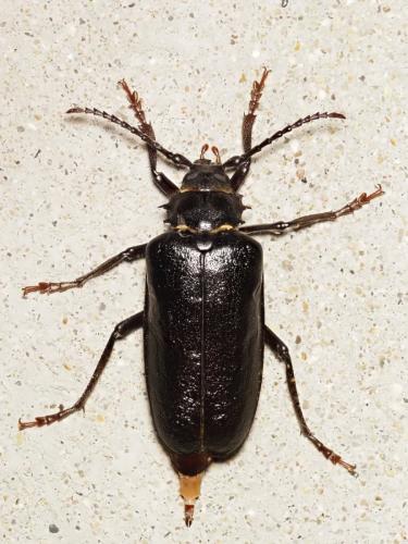Prionus coriarius