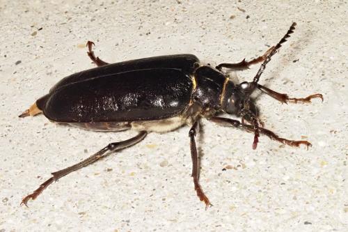 Prionus coriarius