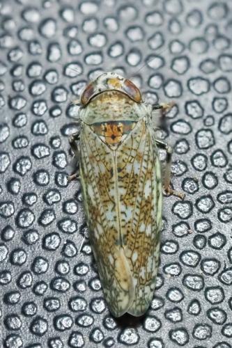Orientus ishidae